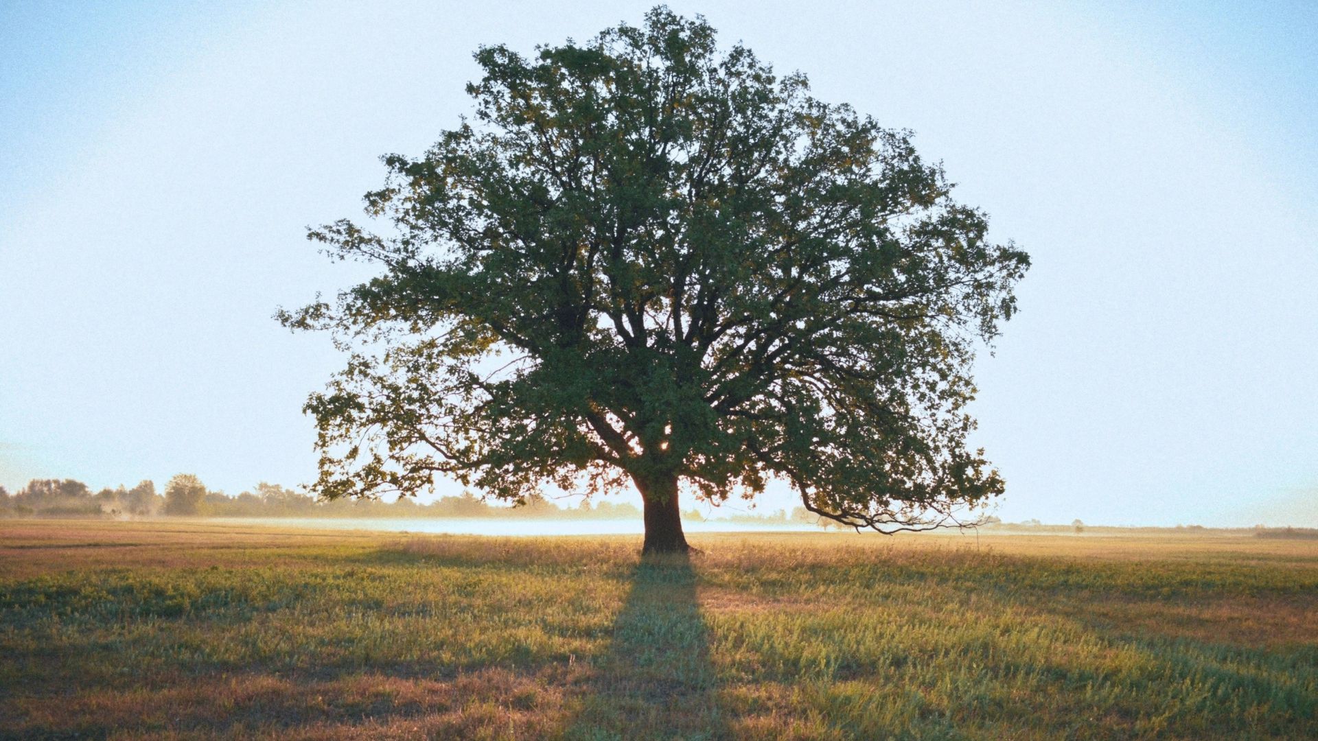 Lucas 13:1-9 – Arrependam-se ou morrerão